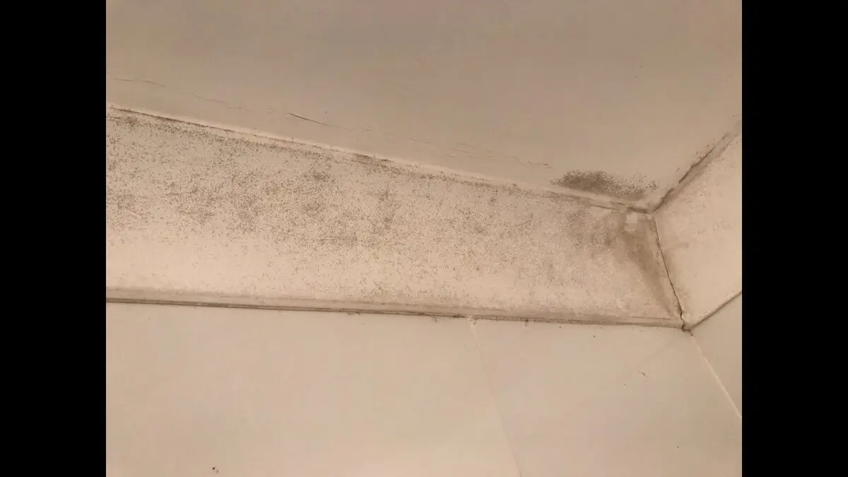 Fungus in the bathroom: how to get rid of? Video