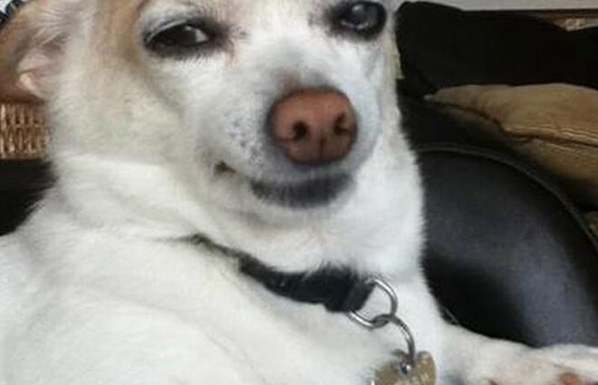 Funny pictures of dogs with eyebrows &#8211; photo