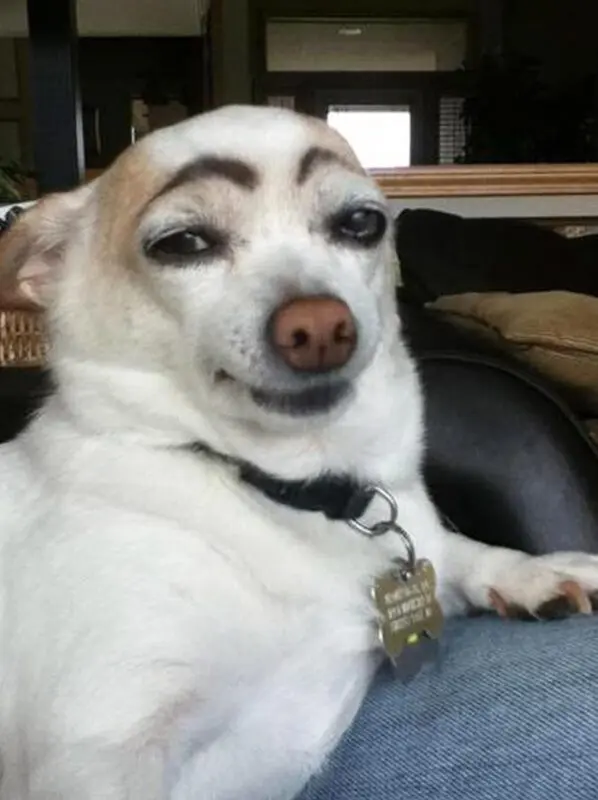 Funny pictures of dogs with eyebrows &#8211; photo