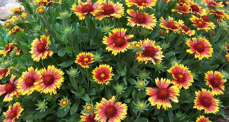 Gaillardia: herbaceous plants for outdoor use