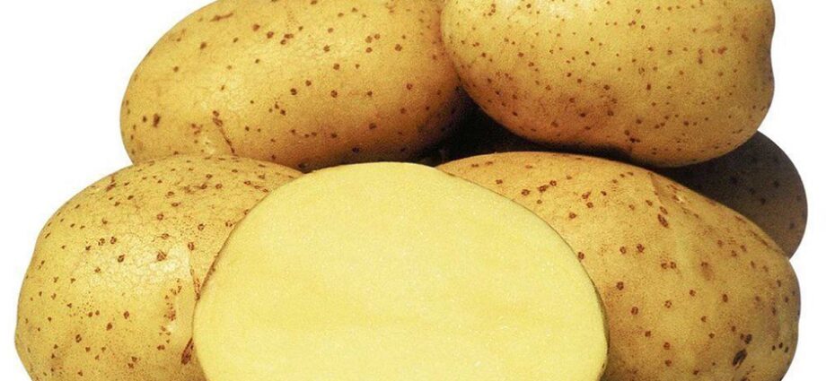 Gala potatoes: variety description, characteristics