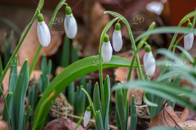 Galanthus flower: herb for outdoor use