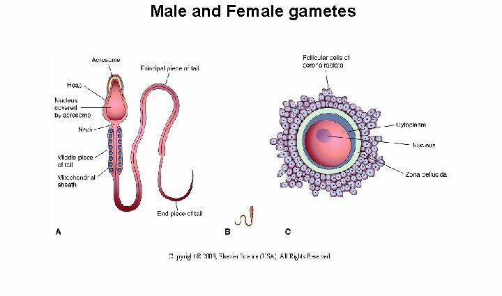 Gamete: female, male, role in fertilization