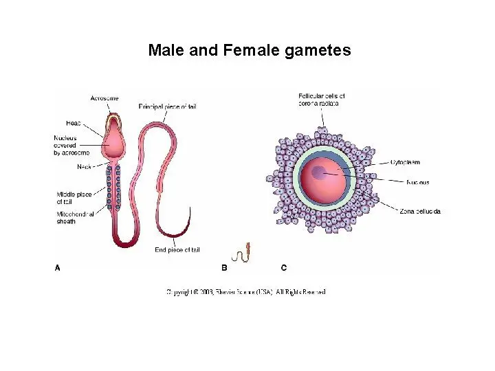 Gamete: female, male, role in fertilization