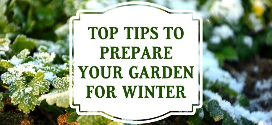 Garden for beginners: preparing for winter