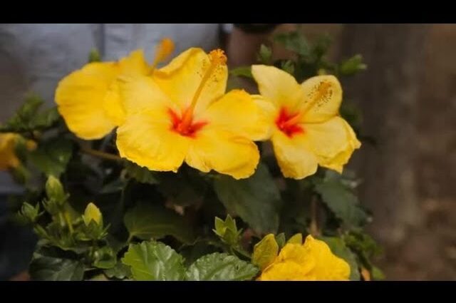 Māla hibiscus: hale no nā mea kanu no ka hoʻoilo. Video