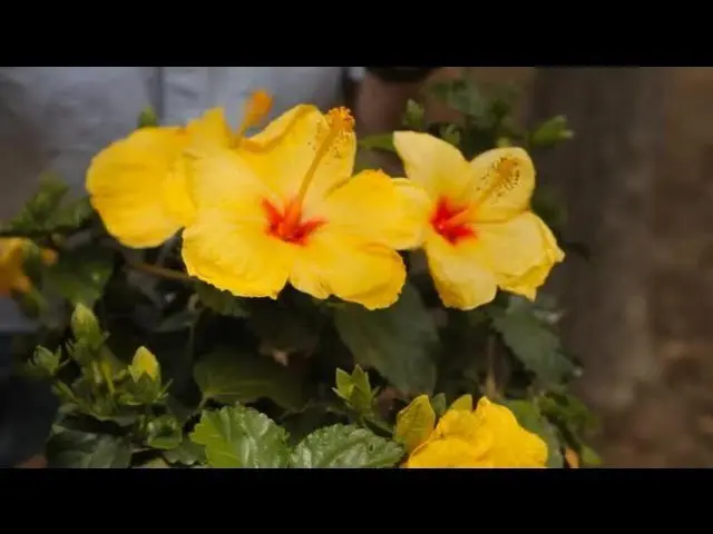 Garden hibiscus: shelter for plants for the winter. Video