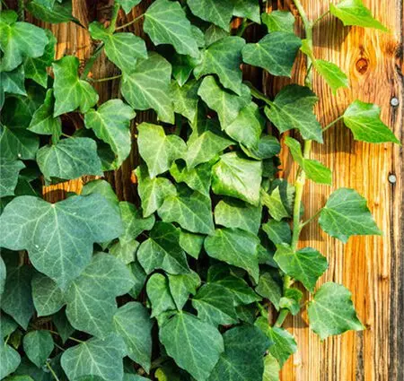 Garden ivy evergreen: planting and care