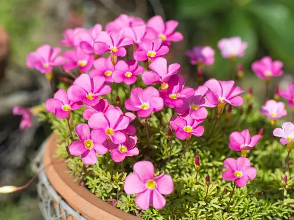 Garden oxalis flower: reproduction