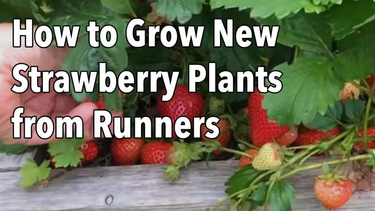 Garden strawberry care. Video