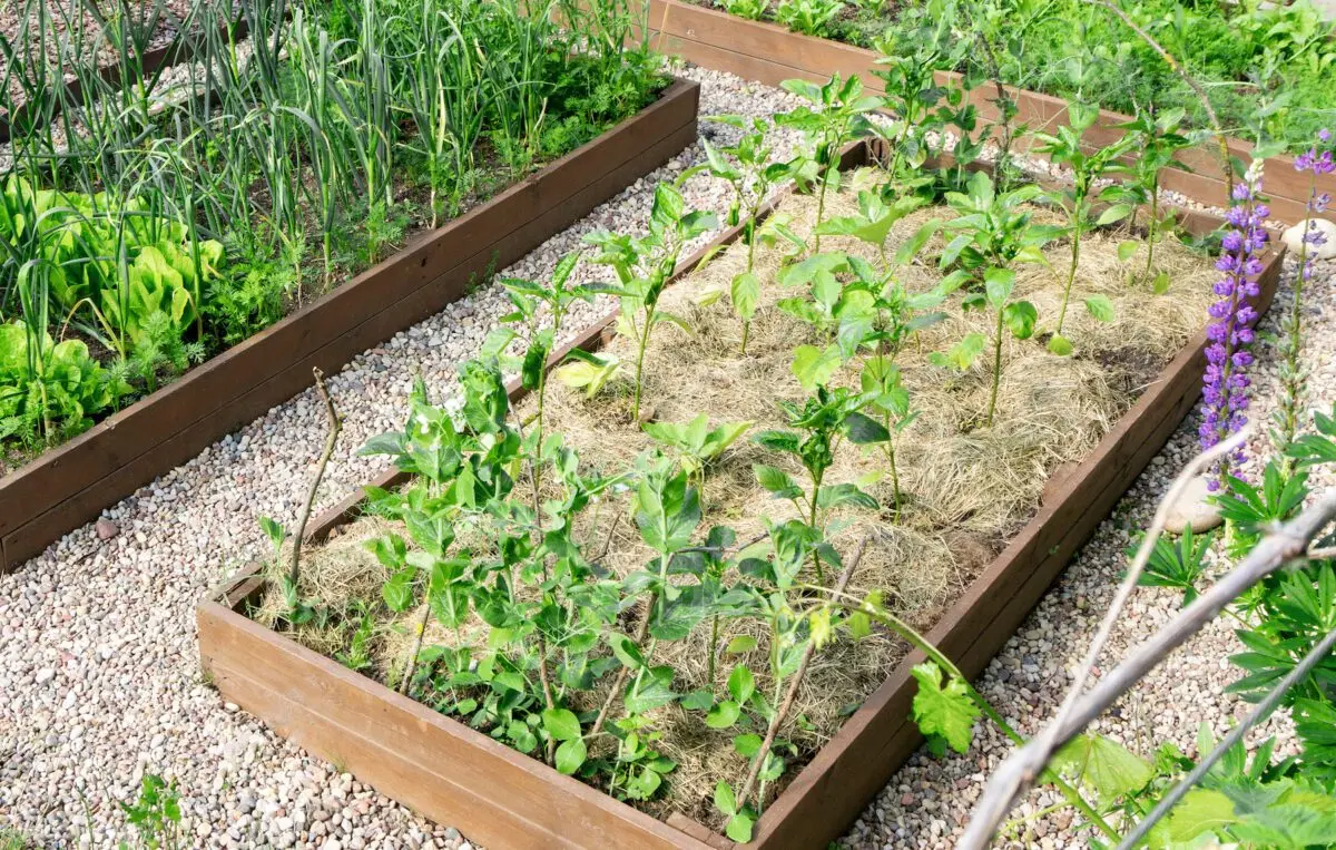 Garden weed control agent