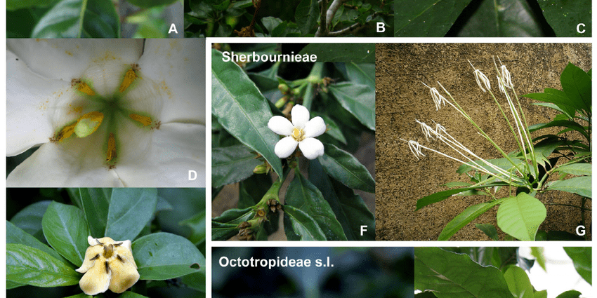 Kvet gardénie tahitský: reprodukcia a kultivácia