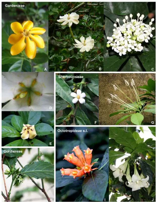 Gardenia flower Tahitian: reproduction and cultivation