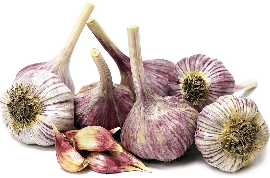 Garlic Bogatyr: variety description, photo