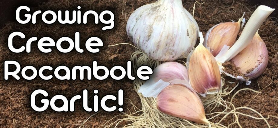 Garlic Rocambol: planting, growing