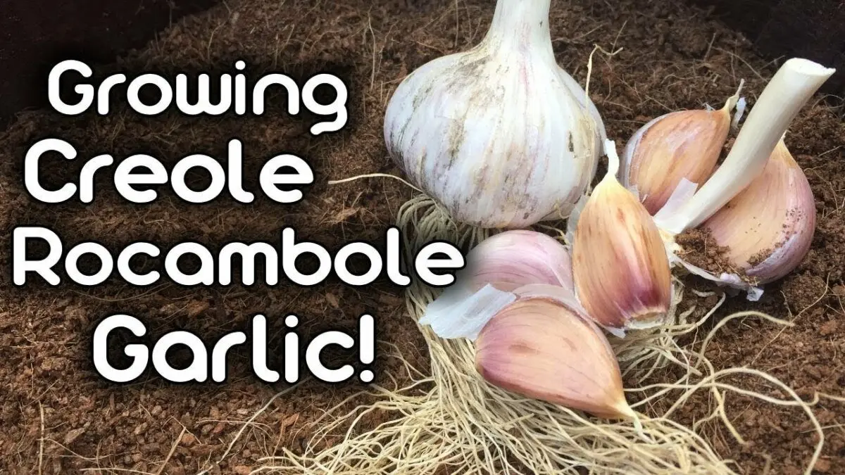 Garlic Rocambol: planting, growing