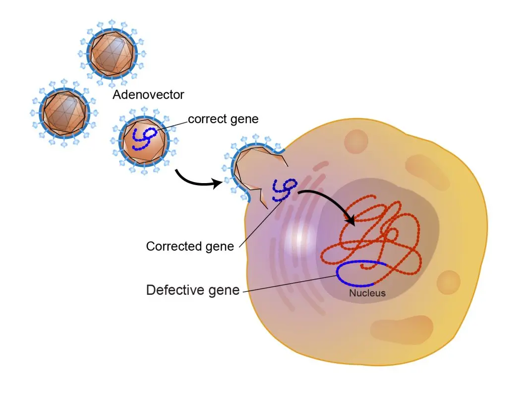 Genetical therapy