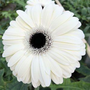 Gerbera biela záhradná trvalka