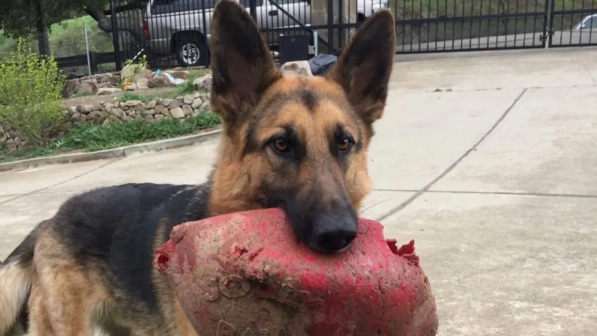 German Shepherd stole a camera and filmed a video