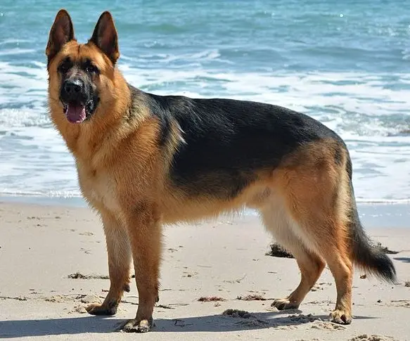 German shepherd