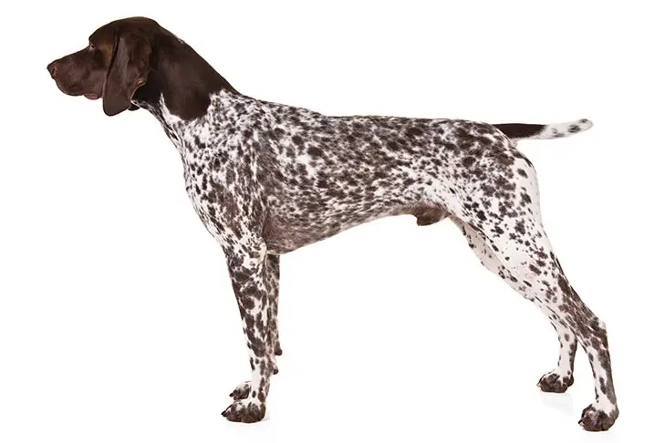 German Shorthaired Pointer