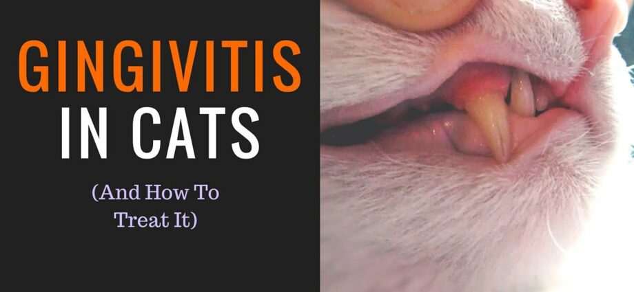 고양이의 치은염 : 치료 방법?