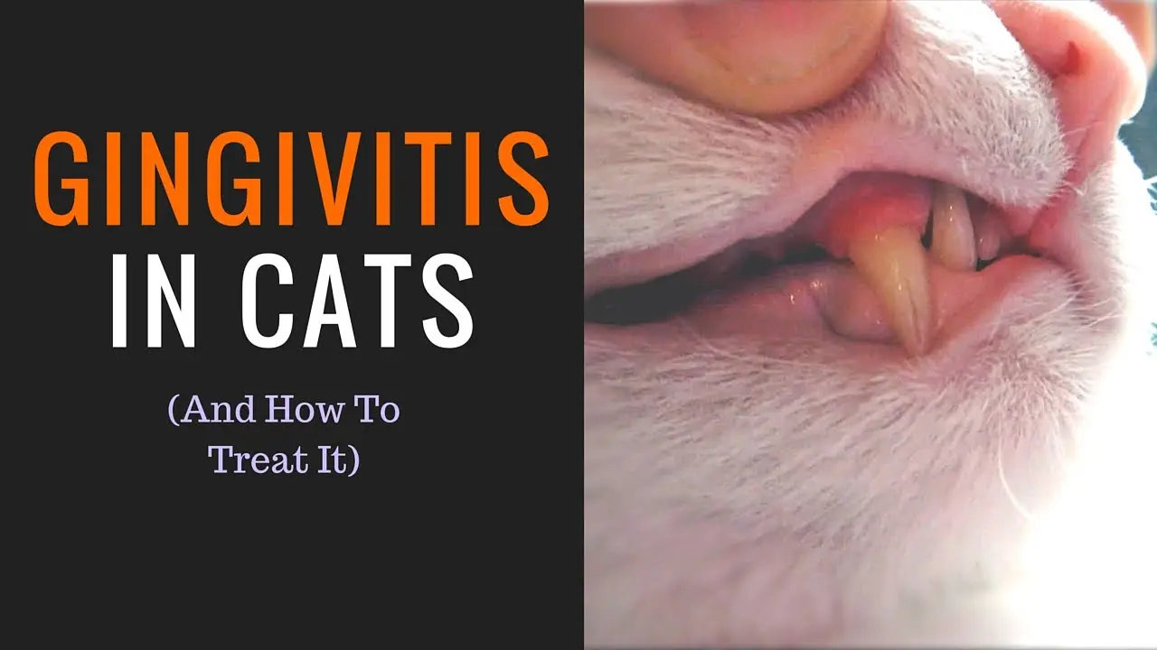 Gingivitis in cats: how to treat it?