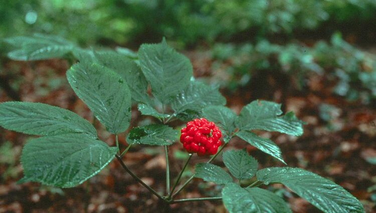 Ginseng plant, cultivation and care