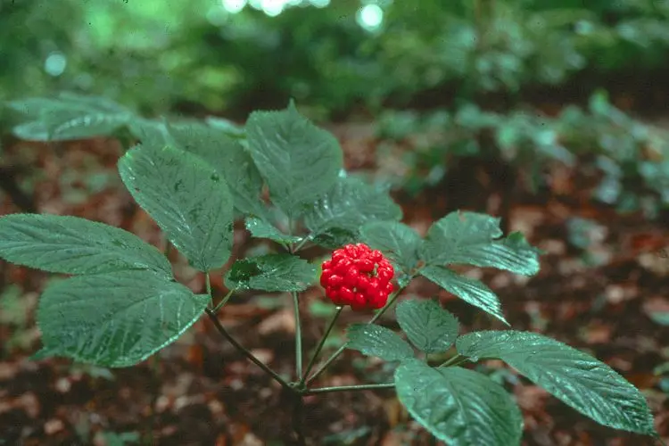 Ginseng plant, cultivation and care