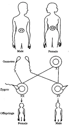 Girl or boy: a matter of chromosome