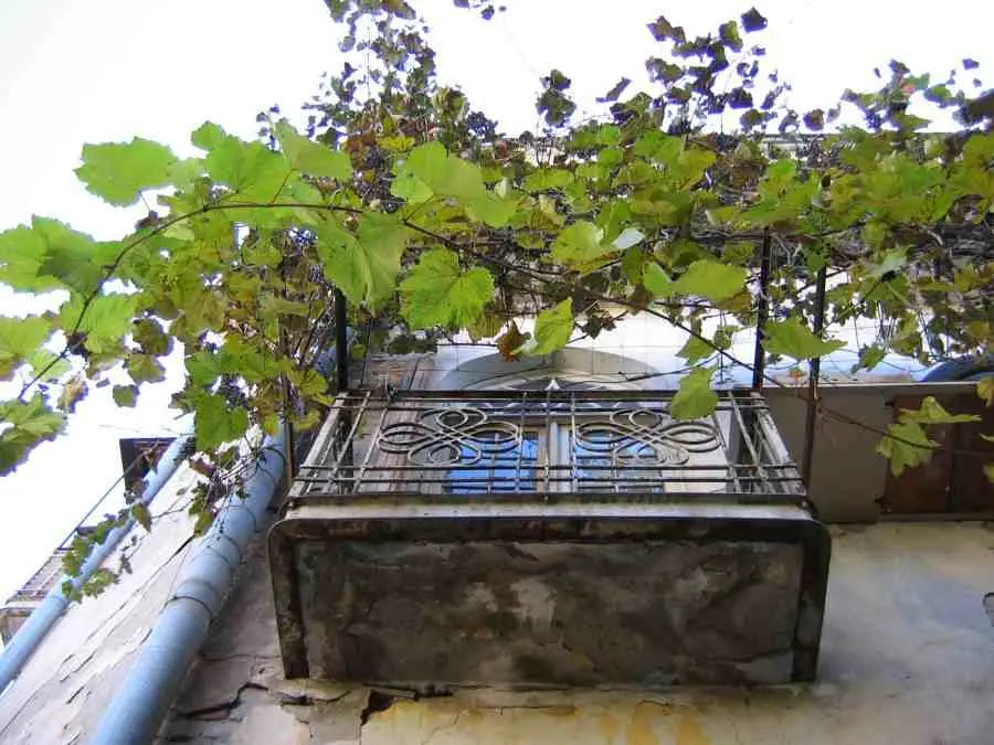 Girlish grapes on the balcony: tips for planting and care