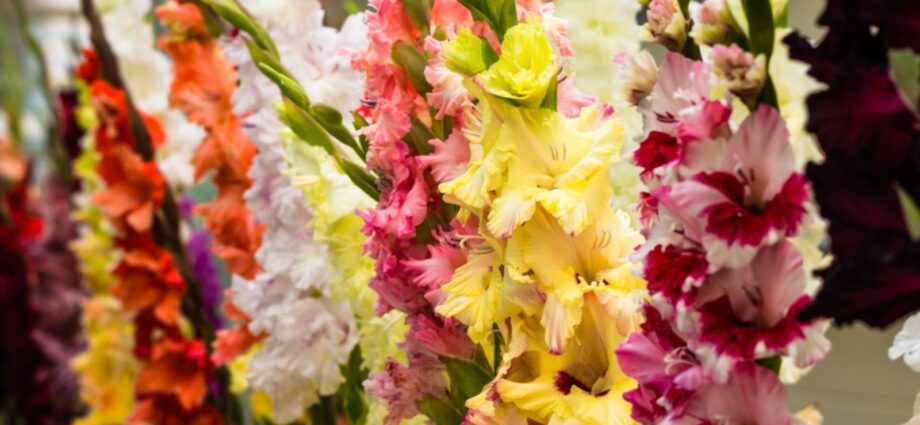 Gladioli in spring: when to plant