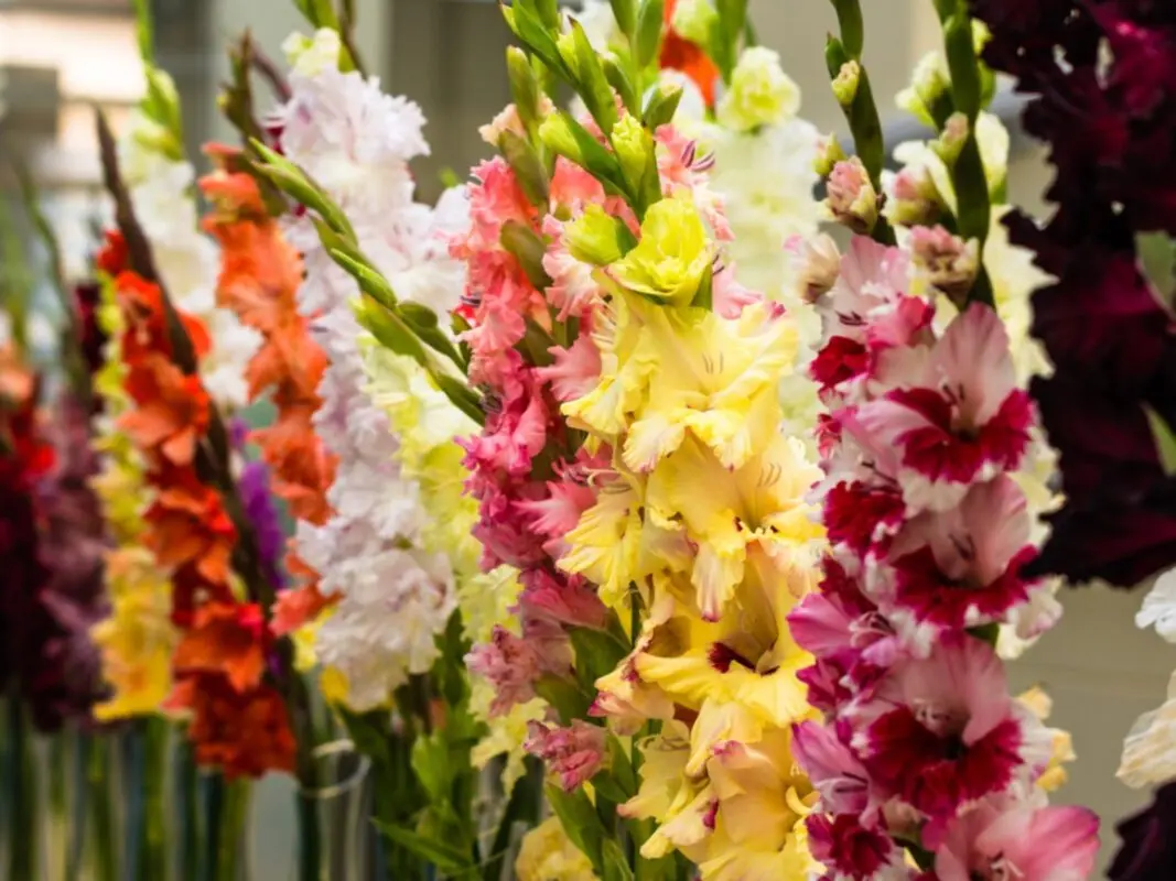Gladioli in spring: when to plant