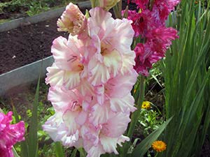 Gladioli in the fall: care, preparation for winter