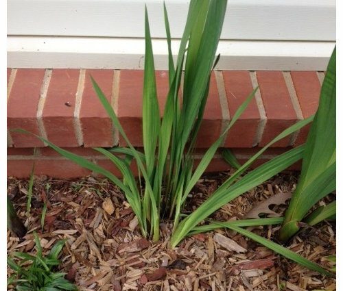 Gladiolus babies