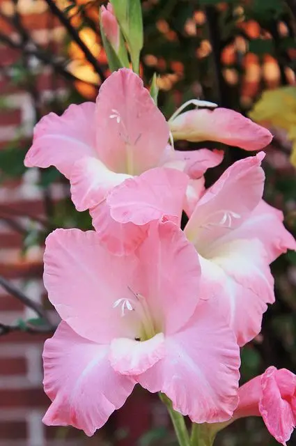 Gladiolus flowers: beautiful and delicate