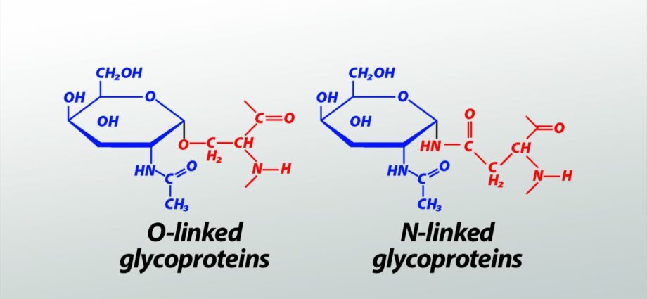 Glycoproteins: sainmhíniú, antasubstaintí, feidhm agus ról