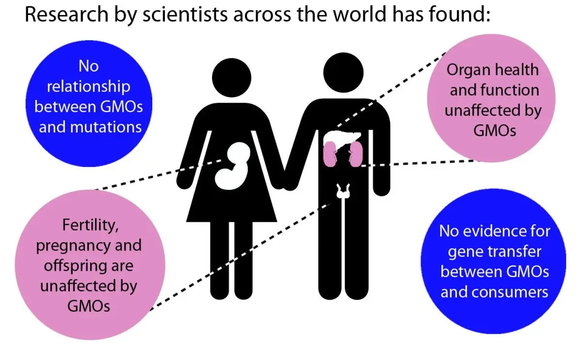 GMOs: is our health in danger?