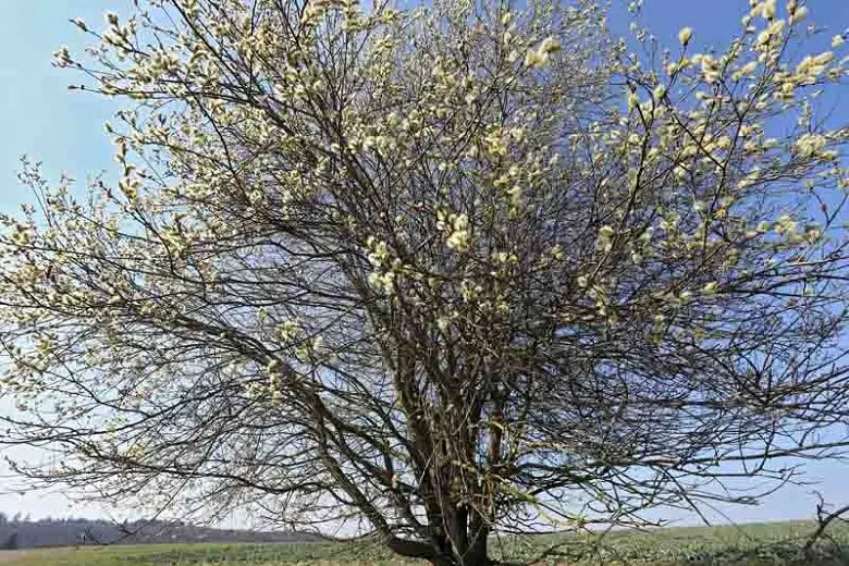 Goat willow: care and planting on a trunk