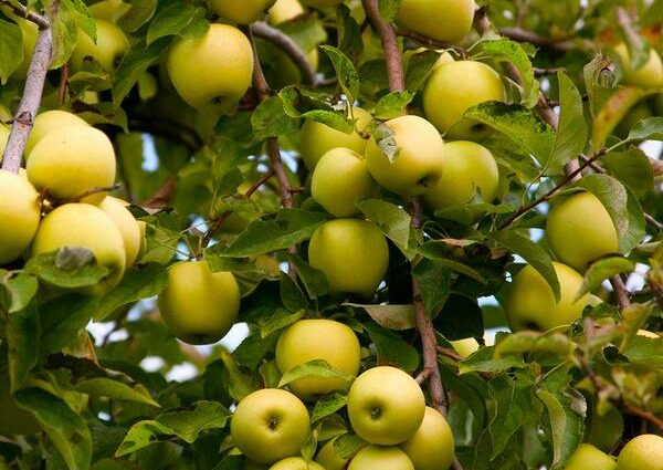 Golden Delicious apple tree