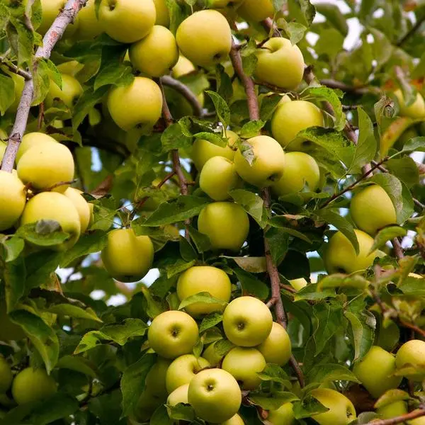 Golden Delicious apple tree