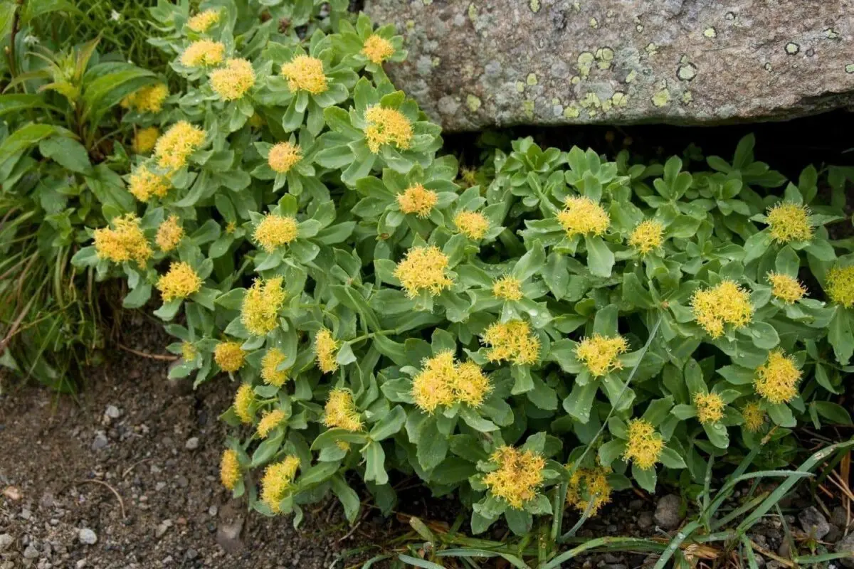 Golden Rhodiola: planting a rose root