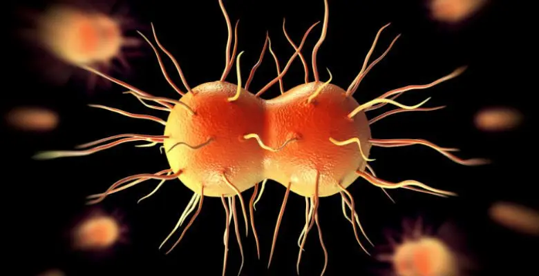 Gonorrhea, hot piss, gonorrhea or gonorrhea: what is it?