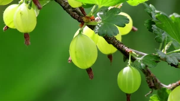 Gooseberry berries: application. Video