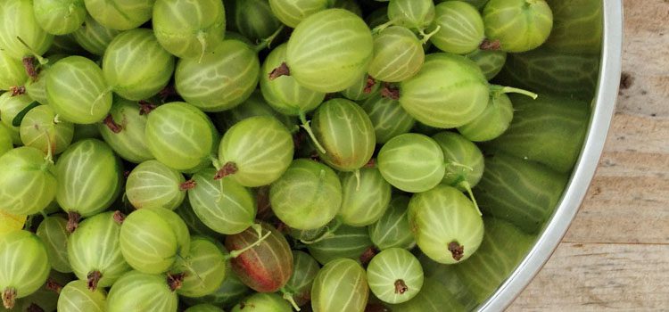 Gooseberry, care after harvest: how to feed