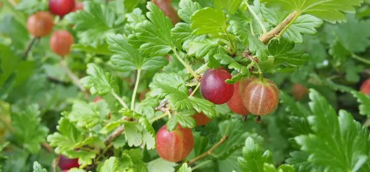 Gooseberry care in the fall, how to feed the bushes