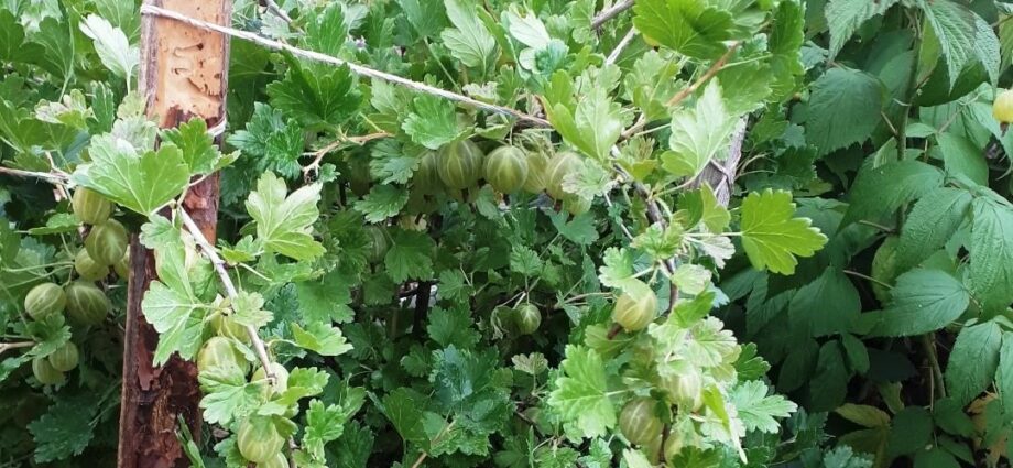 Gooseberry diseases: description