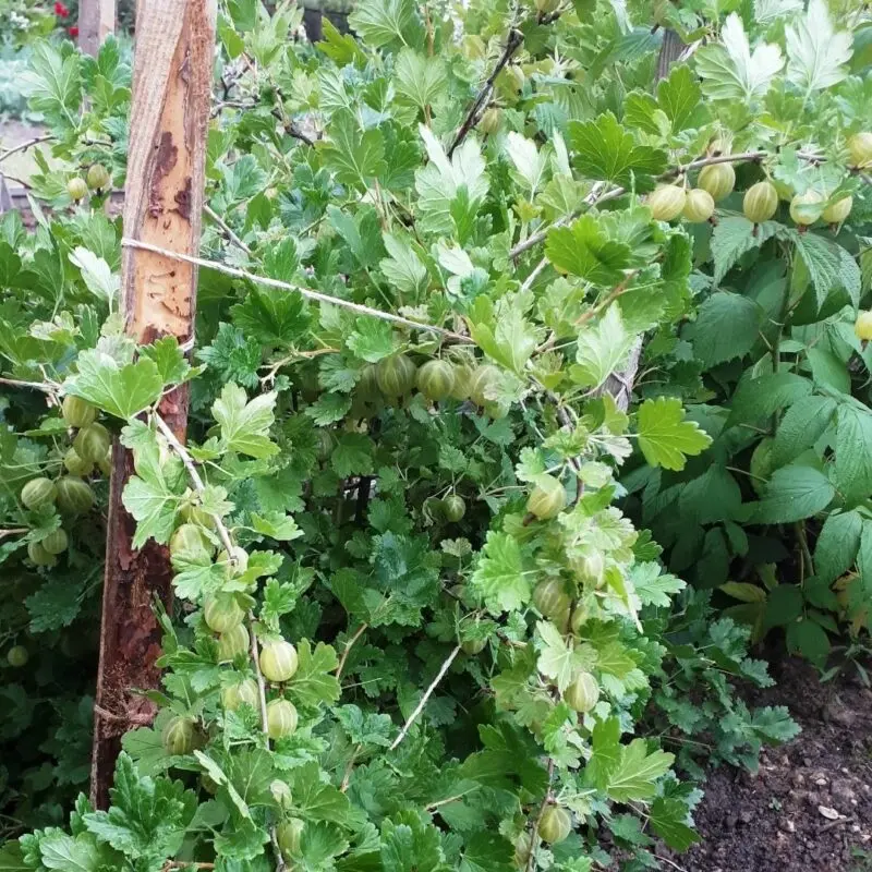 Gooseberry diseases: description