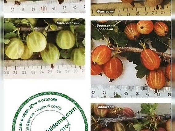 Gooseberry Kolobok: variety description, photo