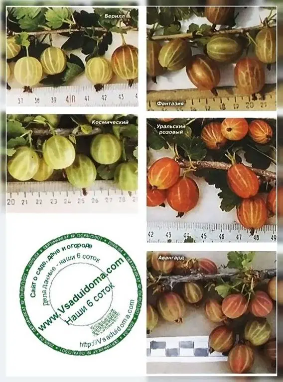 Gooseberry Kolobok: variety description, photo